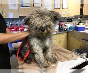 Mutt Dogs for adoption in Riverside, CA, USA