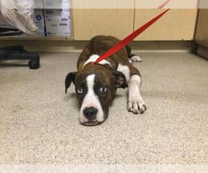 American Pit Bull Terrier Dogs for adoption in Riverside, CA, USA