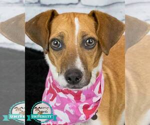 Beagle-Unknown Mix Dogs for adoption in Kennesaw, GA, USA