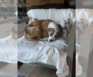 Staffordshire Bull Terrier-Unknown Mix Dogs for adoption in Orlando, FL, USA