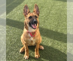 German Shepherd Dog-Unknown Mix Dogs for adoption in Kankakee, IL, USA