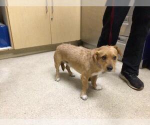 Mutt Dogs for adoption in Riverside, CA, USA