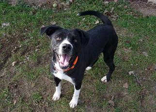 Boxador Dogs for adoption in Pierceton , IN, USA