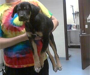 Treeing Walker Coonhound-Unknown Mix Dogs for adoption in Fayetteville, NC, USA