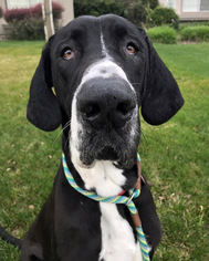 Great Dane Dogs for adoption in San Diego, CA, USA
