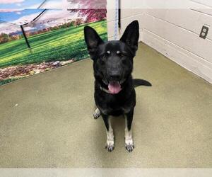 German Shepherd Dog Dogs for adoption in Moreno Valley, CA, USA