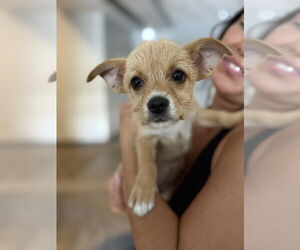 Mutt Dogs for adoption in Brooklyn, NY, USA