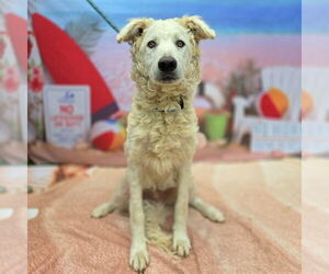 Borzoi-Kuvasz Mix Dogs for adoption in Long Beach, CA, USA