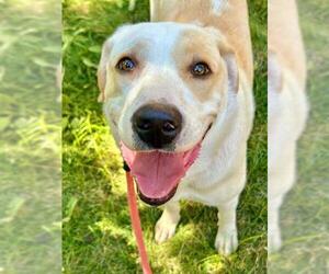 Labrenees Dogs for adoption in Sacramento, CA, USA