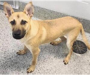 Siberian Husky-Unknown Mix Dogs for adoption in Houston, TX, USA