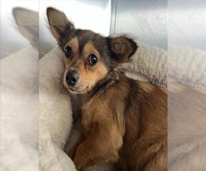 Chihuahua Dogs for adoption in Woodland, CA, USA