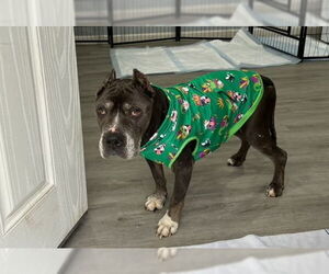 Staffordshire Bull Terrier Dogs for adoption in Oak Bluffs, MA, USA