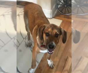 Mutt Dogs for adoption in Oakhurst, NJ, USA