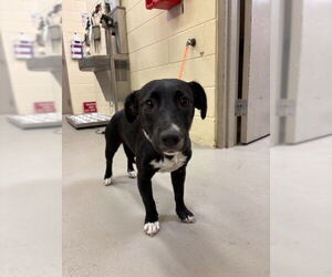 Mutt Dogs for adoption in Sanford, FL, USA