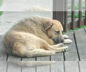 Labrador Retriever-Unknown Mix Dogs for adoption in San Antonio, TX, USA