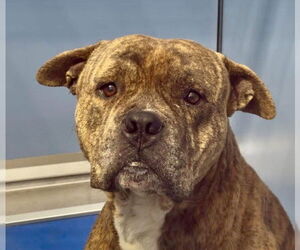 American Pit Bull Terrier Dogs for adoption in San Bernardino, CA, USA