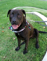 American Pit Bull Terrier-Labrador Retriever Mix Dogs for adoption in Santa Clarita, CA, USA