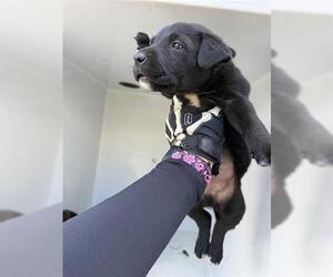 Medium Photo #1 Staffordshire Bull Terrier Puppy For Sale in Houston, TX, USA