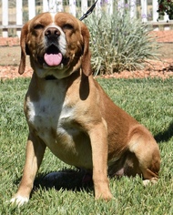 Bocker Dogs for adoption in Palo Alto, CA, USA