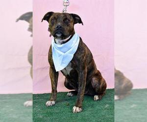American Pit Bull Terrier Dogs for adoption in Bakersfield, CA, USA