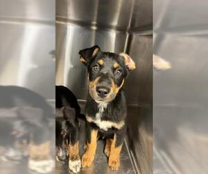 Shepradors Dogs for adoption in Houston, TX, USA