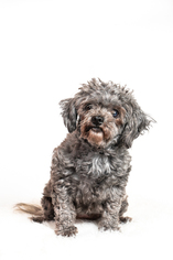 Zuchon Dogs for adoption in St. Louis Park, MN, USA