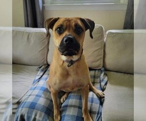 Boxer Dogs for adoption in Griswold, CT, USA