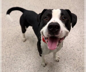 Mutt Dogs for adoption in Brighton, CO, USA