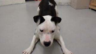 American Bulldog-Unknown Mix Dogs for adoption in Frenchburg, KY, USA