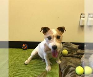 Parson Russell Terrier Dogs for adoption in Santa Clara, CA, USA
