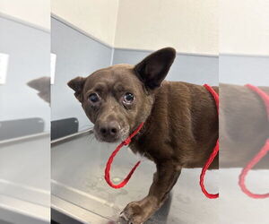 Chihuahua-Unknown Mix Dogs for adoption in Las Vegas, NV, USA