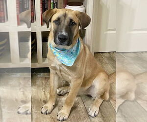Mountain Cur-Unknown Mix Dogs for adoption in Boston, MA, USA