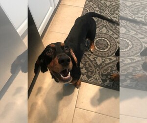Basschshund Dogs for adoption in Fort Lauderdale, FL, USA