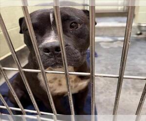 American Pit Bull Terrier Dogs for adoption in Upland, CA, USA