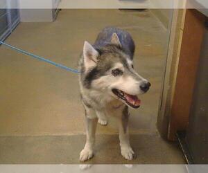 Siberian Husky Dogs for adoption in Sacramento, CA, USA