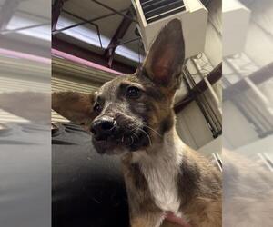 Pembroke Welsh Corgi Dogs for adoption in Bakersfield, CA, USA