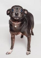 Chihuahua Dogs for adoption in Wyandotte, MI, USA