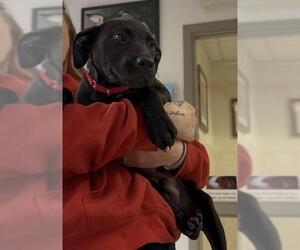 Labrador Retriever-Unknown Mix Dogs for adoption in Brewster, MA, USA