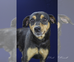 Miniature Pinscher-Unknown Mix Dogs for adoption in Tupelo, MS, USA