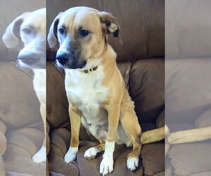 Boxer-Retriever Mix Dogs for adoption in Newfoundland, PA, USA
