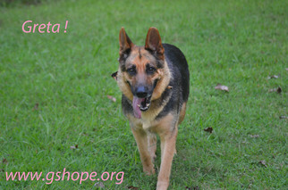 German Shepherd Dog Dogs for adoption in Clemmons, NC, USA