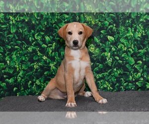 Labrador Retriever Dogs for adoption in GILBERTS, IL, USA