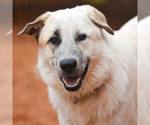 Anatolian Shepherd Dogs for adoption in Kanab, UT, USA