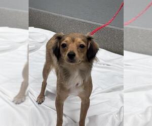 Chihuahua-Unknown Mix Dogs for adoption in Las Vegas, NV, USA