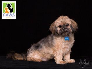 Shih Tzu Dogs for adoption in Salt Lake City, UT, USA