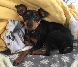 Miniature Pinscher Dogs for adoption in Buffalo, NY, USA