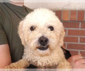 Poodle (Miniature) Dogs for adoption in Carrollton, TX, USA