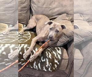 Mutt Dogs for adoption in Incline Village, NV, USA