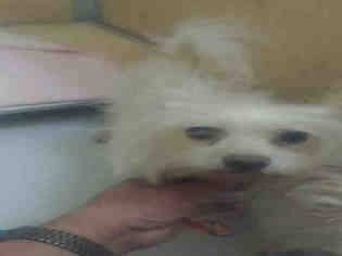 Maltese Dogs for adoption in South Lake Tahoe, CA, USA