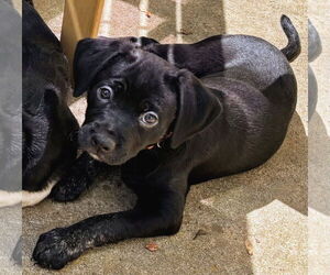 Labrador Retriever-Unknown Mix Dogs for adoption in Caribou, ME, USA